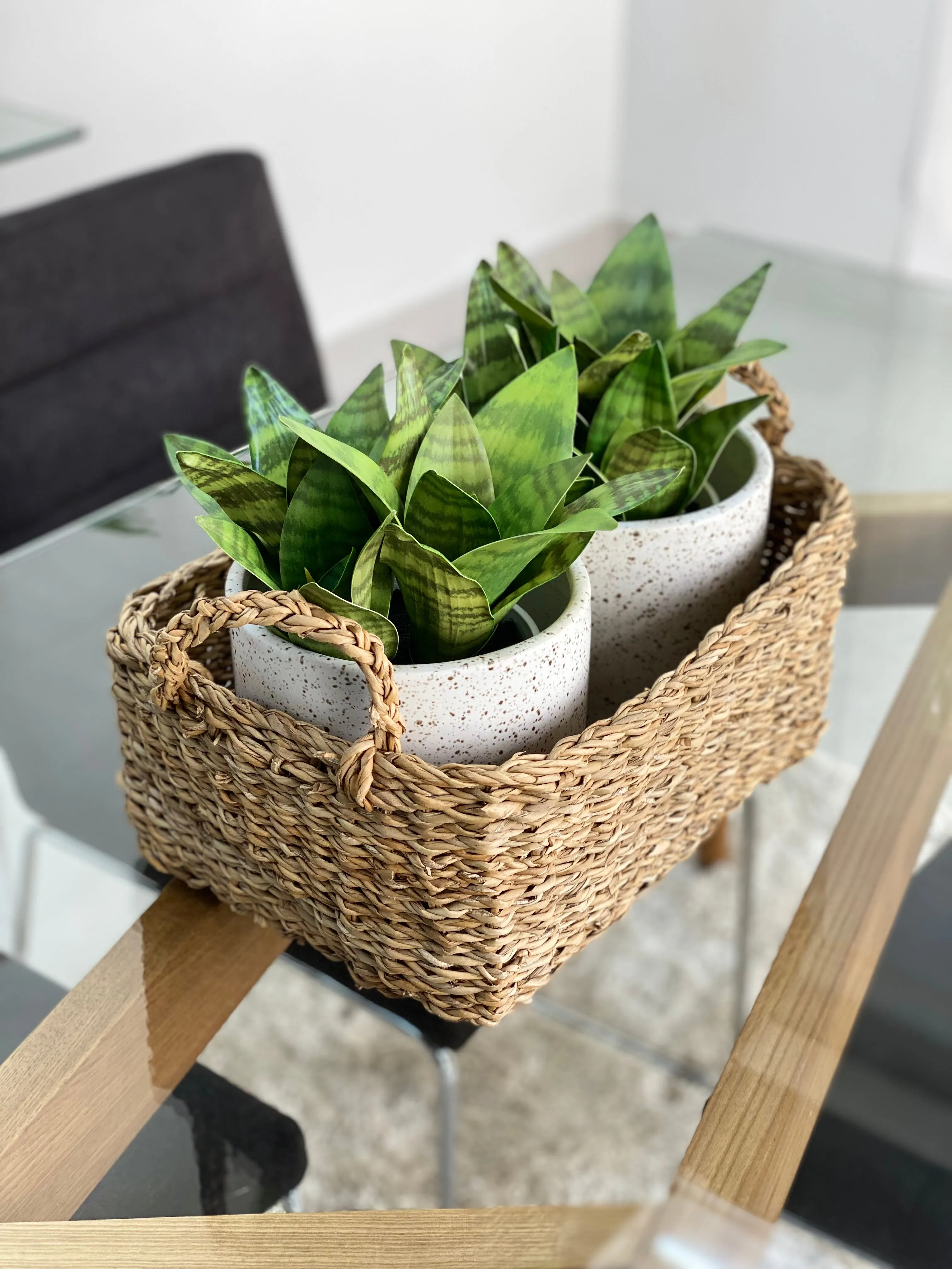 Petite Real Touch Potted Green Sansevieria