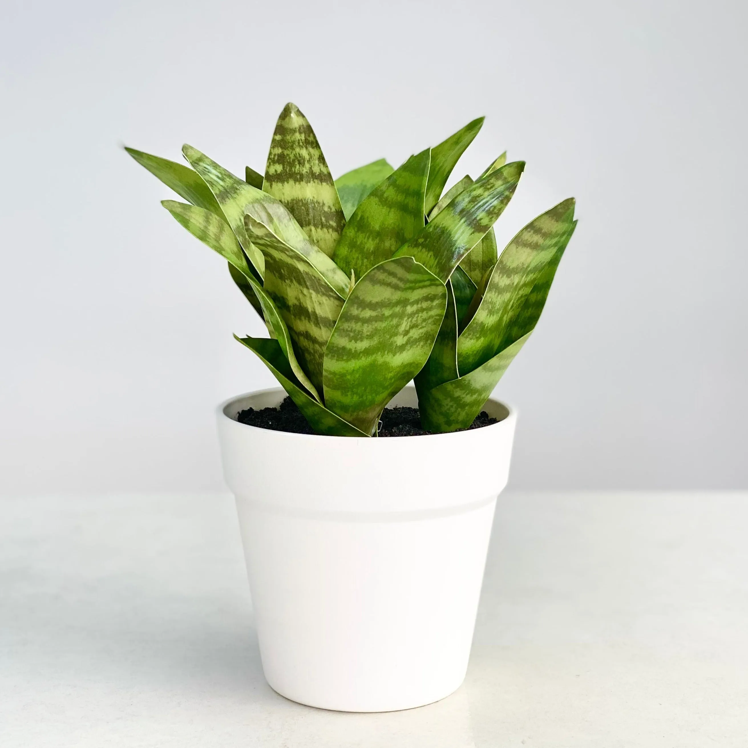 Petite Real Touch Potted Green Sansevieria